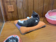 -龟与熊猫宠物公园(南坪店)