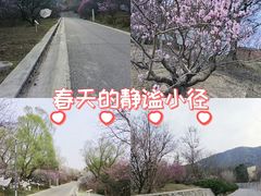 -北京鹫峰国家森林公园