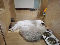 -屋虎猫馆(宝安大仟里店)