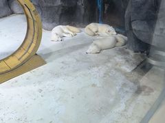 -海合安青岛极地海洋公园