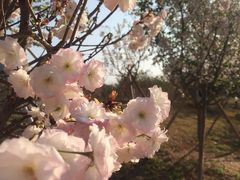 -天适樱花悠乐园