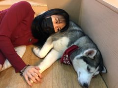 -Husky Go! 哈士奇体验馆·宠物咖啡厅狗咖