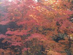 -龙口南山旅游景区