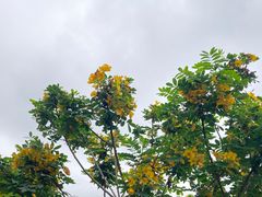 -松山湖风景区松湖烟雨