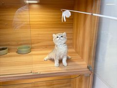 -猫十亿·布偶金渐层·曼基康矮脚猫舍(青年路店)