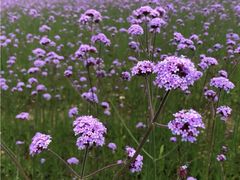 -杭州城北体育公园