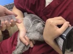 -瑞派申生动物医院·24H夜诊·国际动物医疗中心·骨外科(吴中路店)