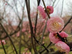 -苏州上方山国家森林公园