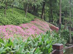 -重庆彩云湖湿地公园