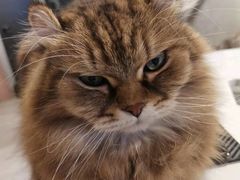 -猫儿山۰猫主题餐厅