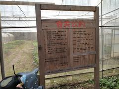 -前小桔亲子创意农场·草莓采摘·露营烧烤