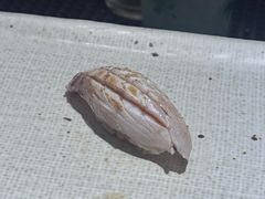 -镹·鱼料理  国产鱼使用店