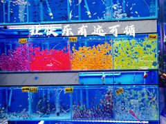 -青石桥花鸟鱼虫市场(叠翠城店)