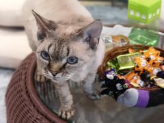 -momokira米努特·德文卷毛猫·棉花面纱犬