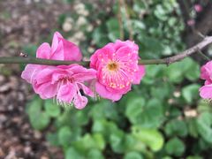 景点梅花-张家港凤凰山景区恬庄古街