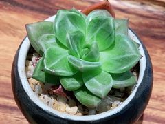 -Peet's Coffee皮爷咖啡(豫园店)