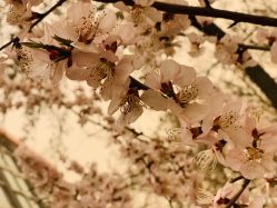 -北京七彩云南翡翠珠宝旗舰店(月坛店)