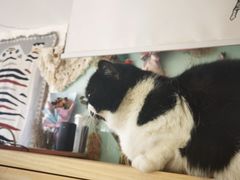 -平行世界·猫咖(首经贸店)