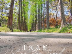 -上海滨江森林公园