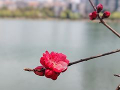 -西北湖绿化广场