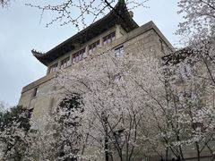 -武汉大学-樱园