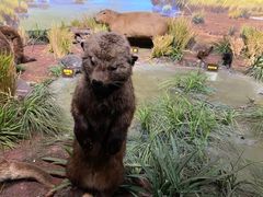 -陕西自然博物馆