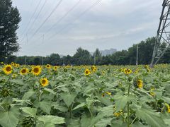 -长白岛森林公园