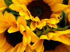 -三圣花乡旅游区