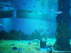 -北戴河圣蓝海洋公园