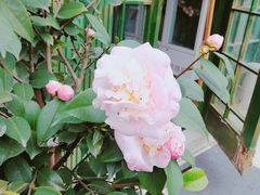 -参差咖啡(水果湖公园店)