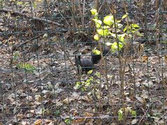 -帽儿山国家森林公园