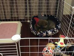 -翊宠yipet猫狗购宠庄园犬舍•猫舍