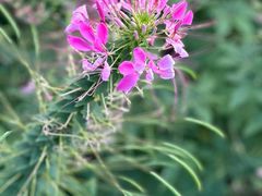 -春花秋色城市公园