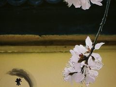 -桃花堤公园