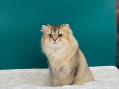 -爱洗澡的猫(天河路店)