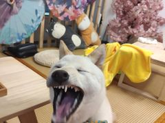 -柴迷FANS CLUB·柴犬狗咖·猫咖