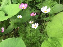 -洛阳白云山景区