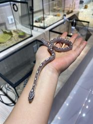 -Moni星球萌宠·小马宝莉·灵蛇·高端高阶全萌宠互动体验俱乐部(红豆国际广场店)