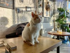 -平行世界·猫咖(首经贸店)