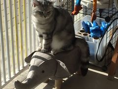 -平行世界·猫咖(首经贸店)