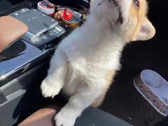 -长宁东道花卉宠物市场