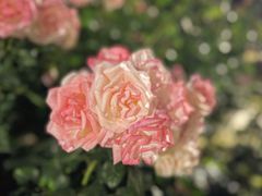 -人民公园(罗湖区)