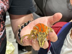 -酷以爬仙阁实体爬宠店·守宫·蜥蜴·专业繁育