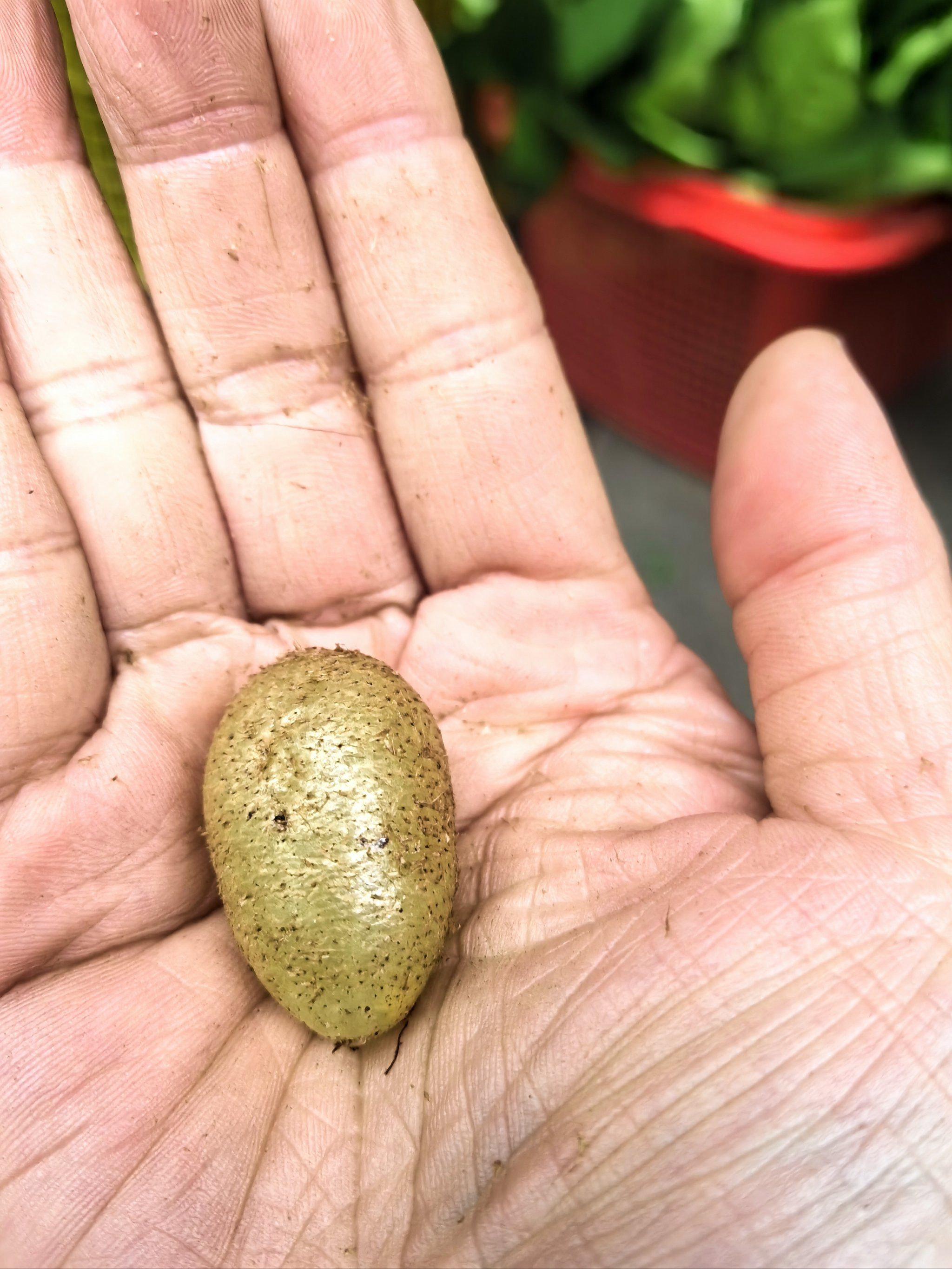 你见过凤凰蛋吗?