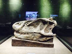 -自贡恐龙博物馆