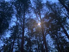 -上海共青森林公园