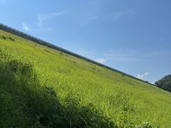 -酒仙湖景区