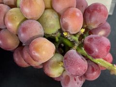 -马陆小张葡萄园农家乐