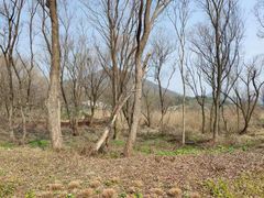 -西湖风景区-江洋畈生态公园