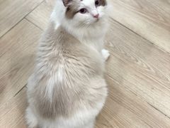 -安格丽娜·狗咖·猫咖羊驼咖(春熙路百盛商场店)